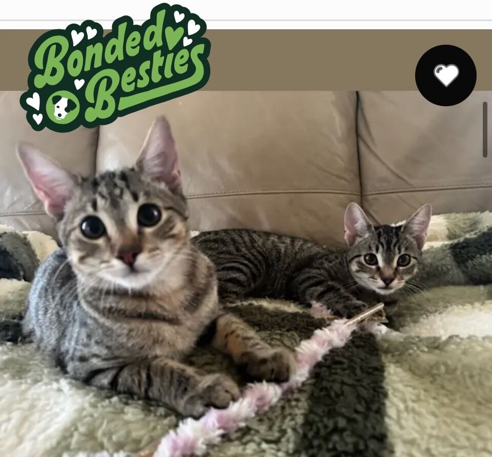 Billie andamp Tiger
