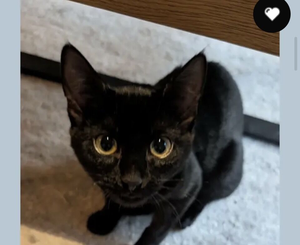 Evie