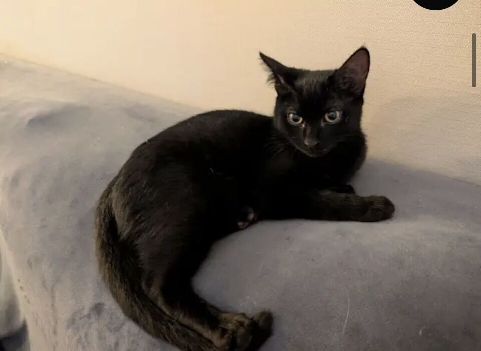 Evie Evie