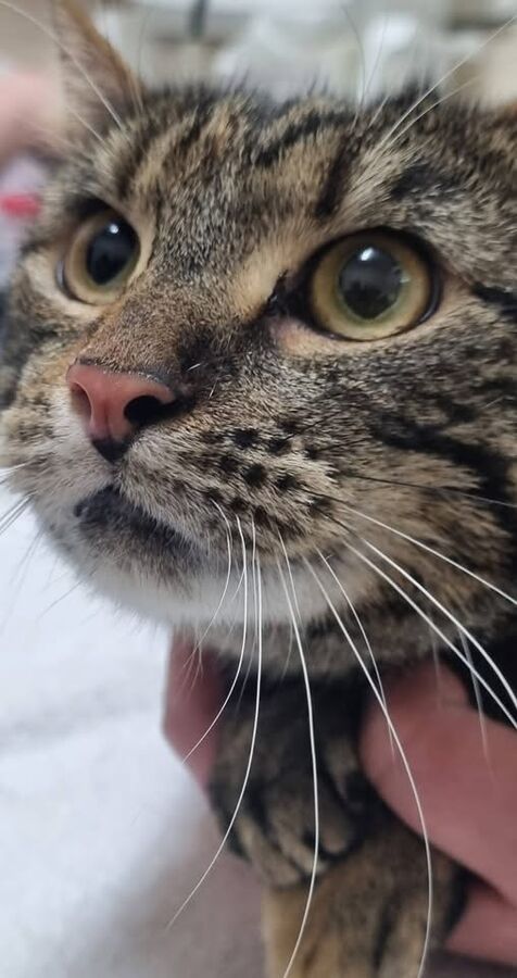 Tilly 