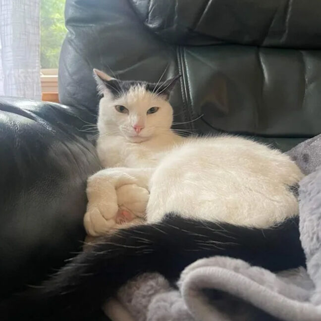 Dennis