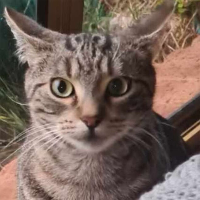 Freya Freya