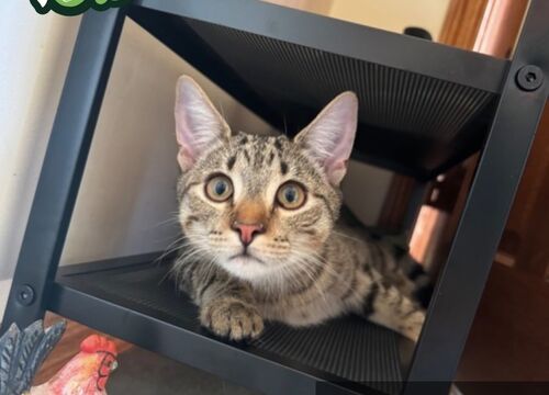 Billie andamp Tiger