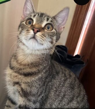 Billie andamp Tiger