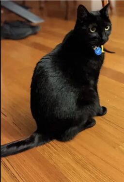 Kylo