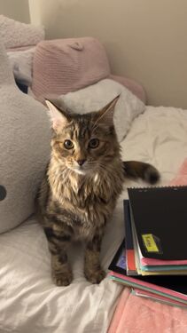 Maple