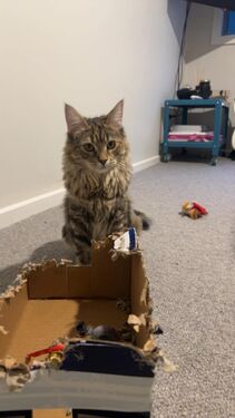 Maple