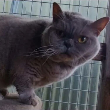 Pepper