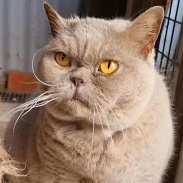 Pepper