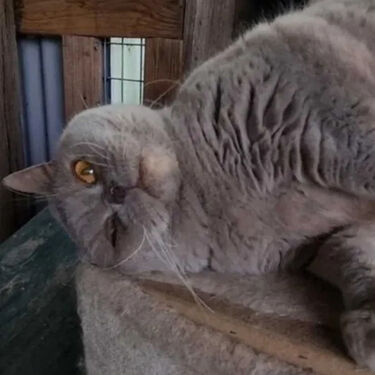 Pepper