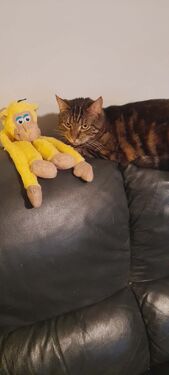 Tilly 